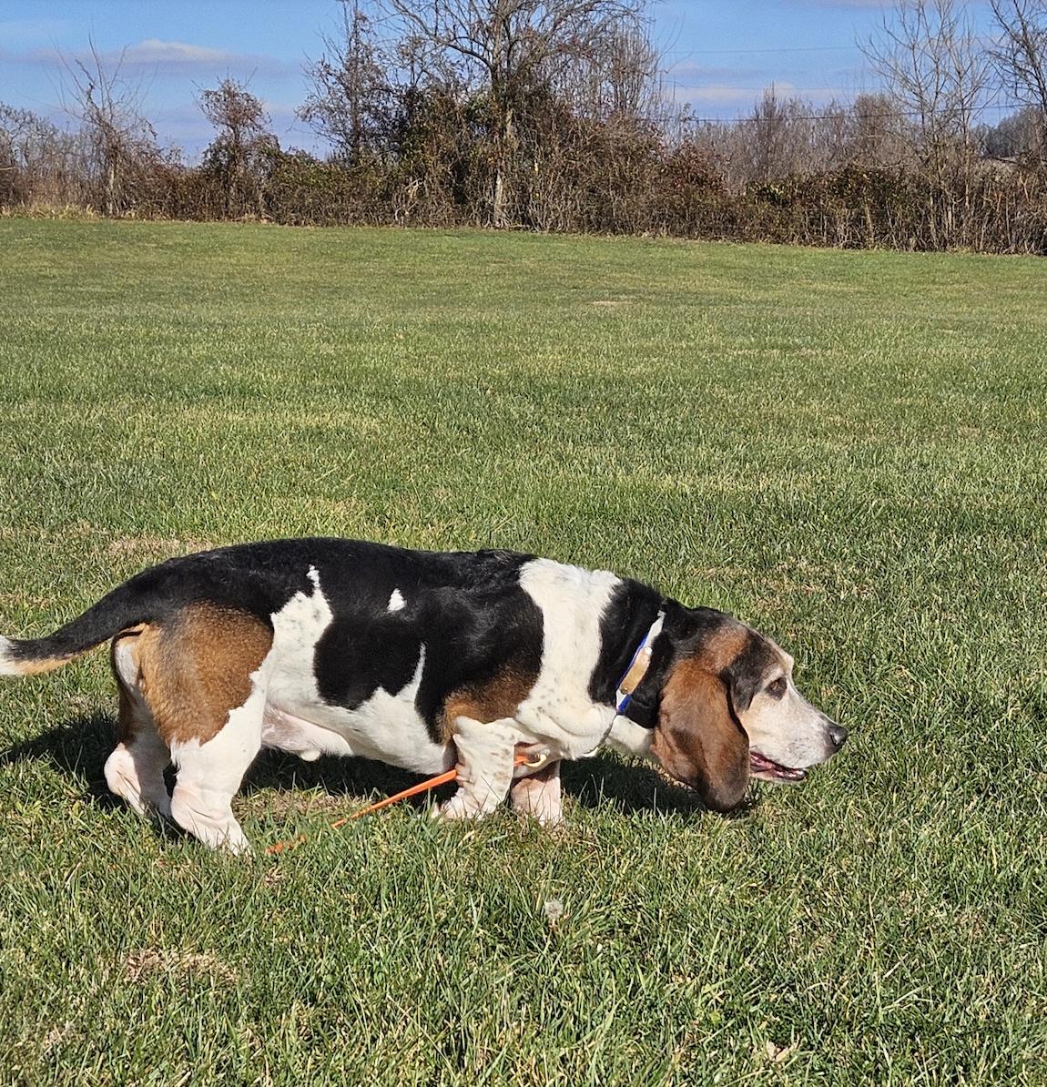 Enlarge Frankie, a Adoptable Basset Hound in Fort Washington, MD image 3/6
