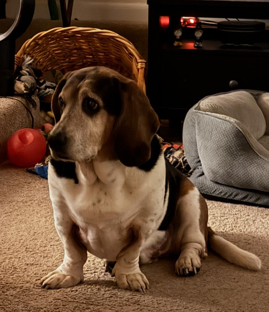 Enlarge Frankie, a Adoptable Basset Hound in Fort Washington, MD image 4/6