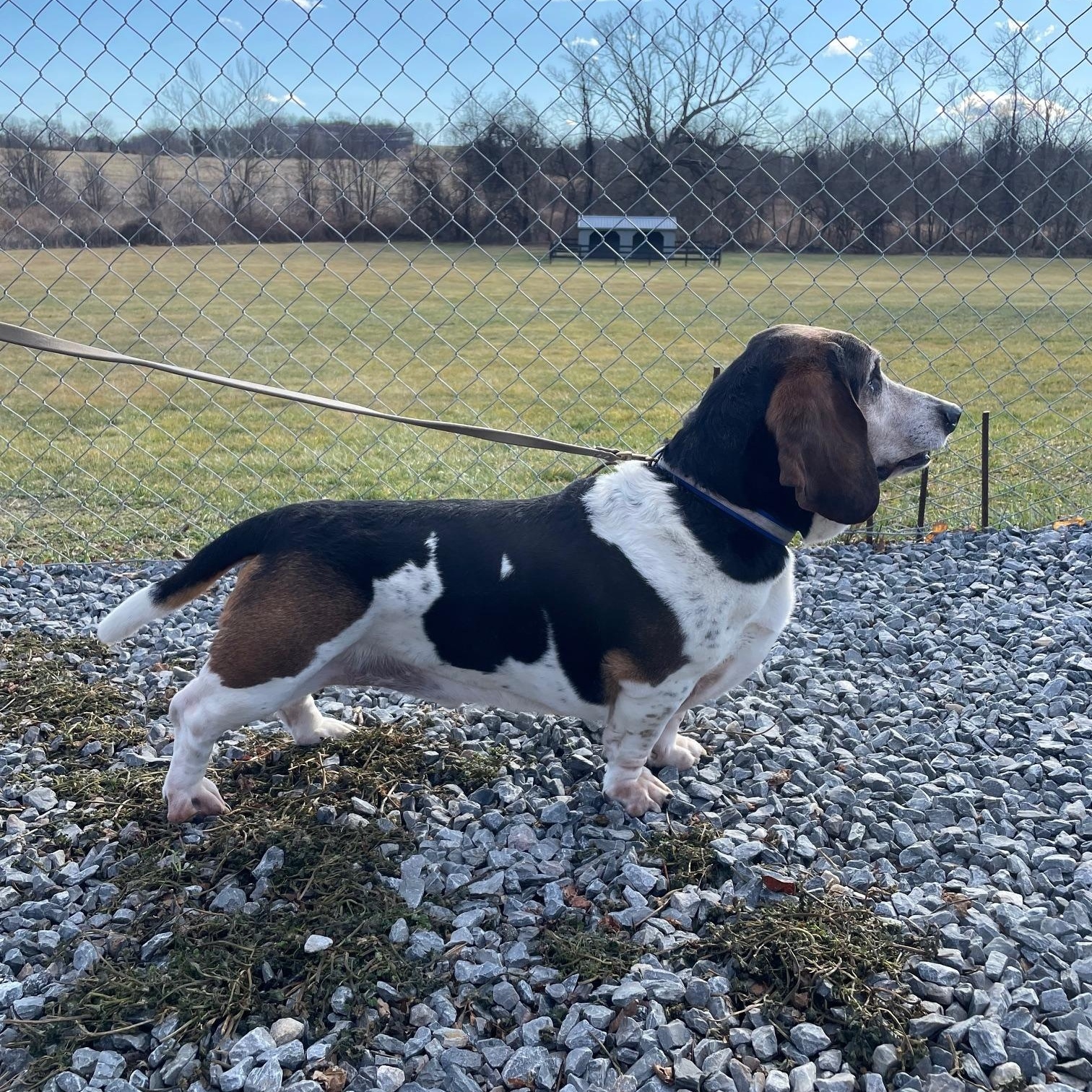 Enlarge Frankie, a Adoptable Basset Hound in Fort Washington, MD image 3/6