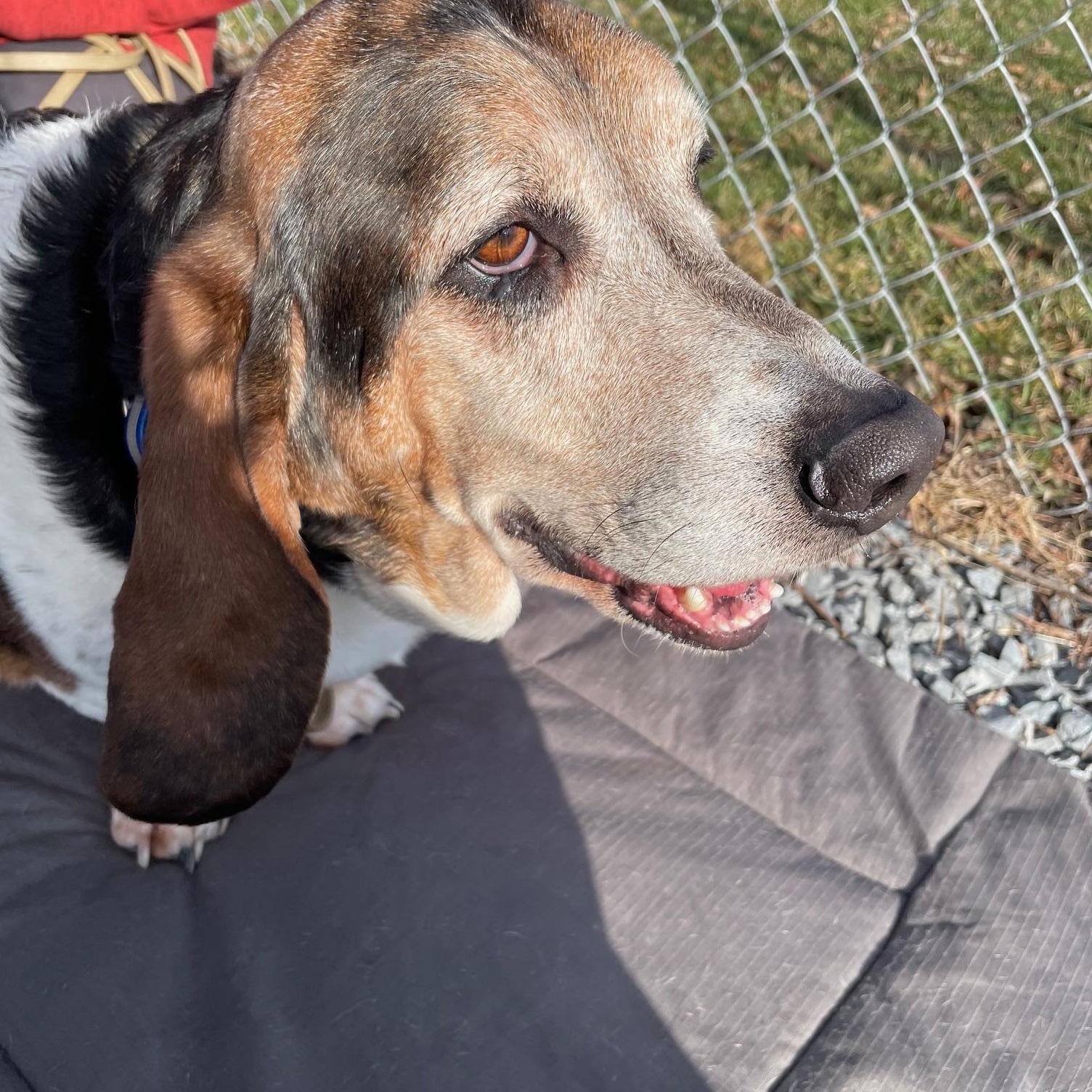 Enlarge Frankie, a Adoptable Basset Hound in Fort Washington, MD image 1/6