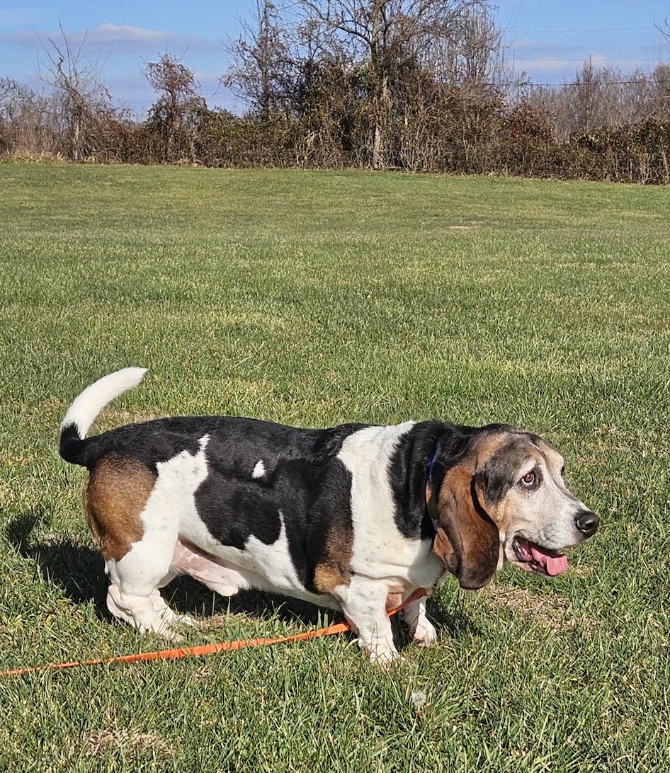 Enlarge Frankie, a Adoptable Basset Hound in Fort Washington, MD image 5/6