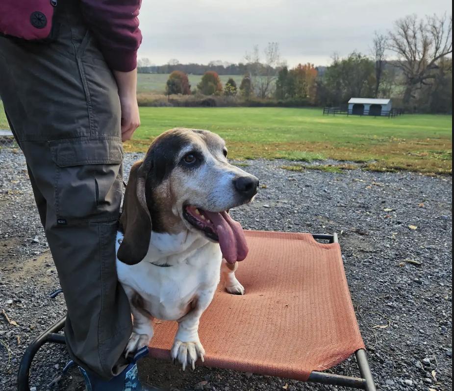 Frankie, Adoptable, Adult Male Basset Hound.
