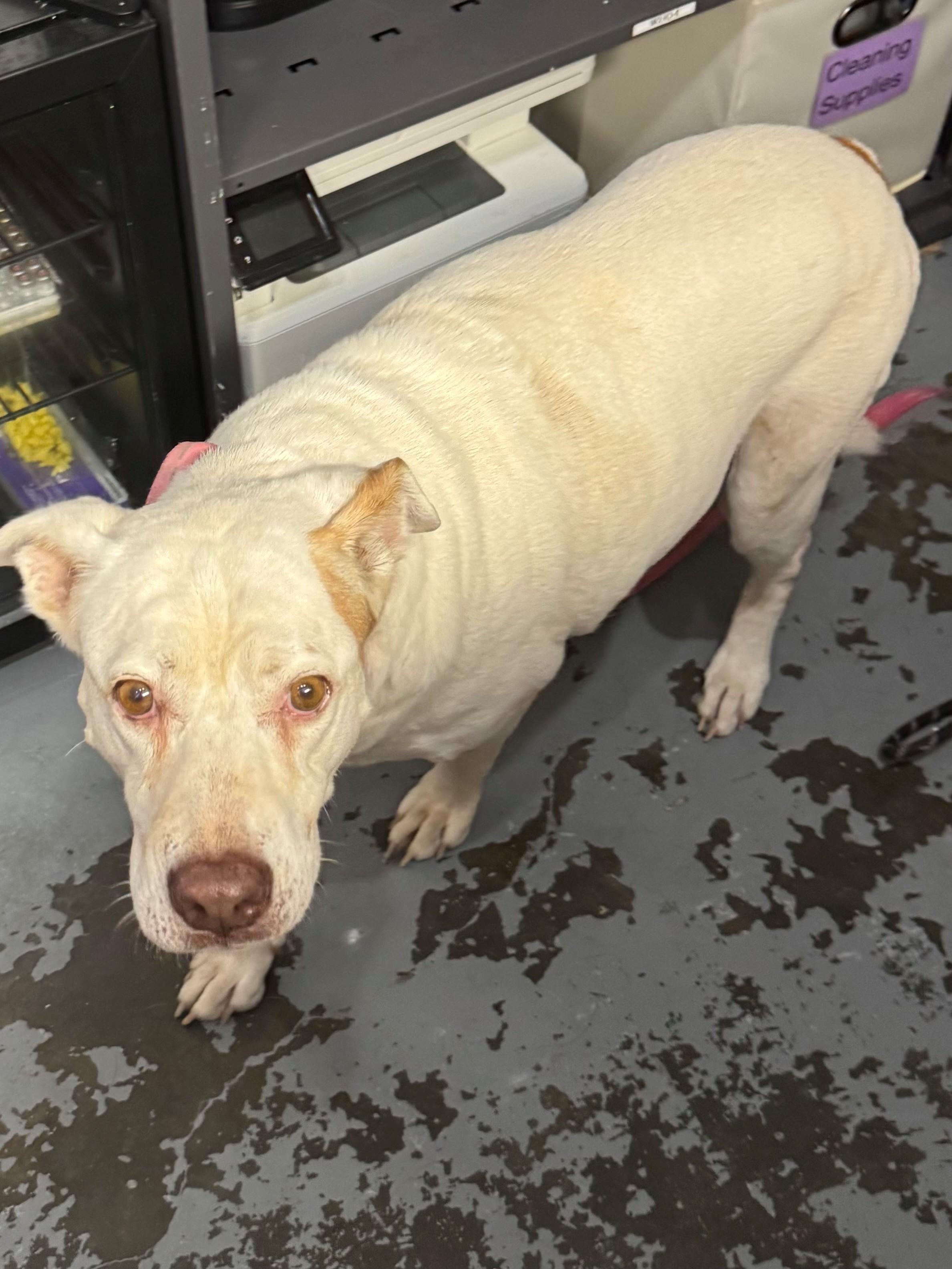 Doodle, Adoptable, Senior Female Boxer.