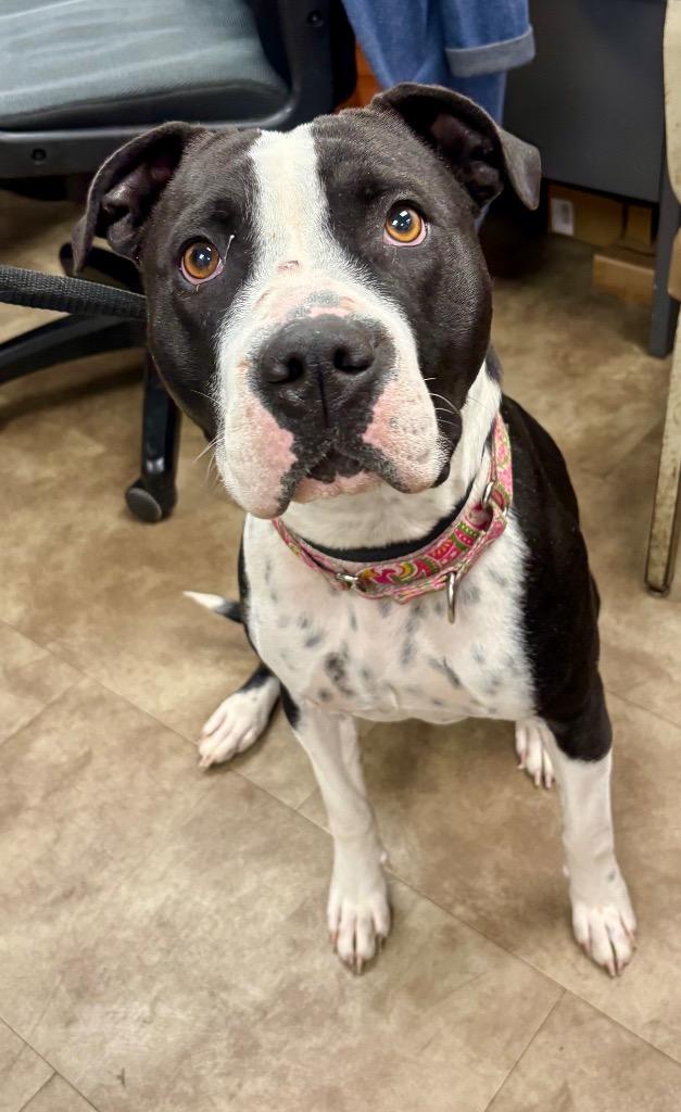 Luna, Adoptable, Adult Female Mixed Breed & Terrier.