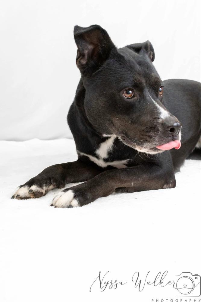 Enlarge Sue, a Adoptable mixed breed in TULSA, OK image 1/5