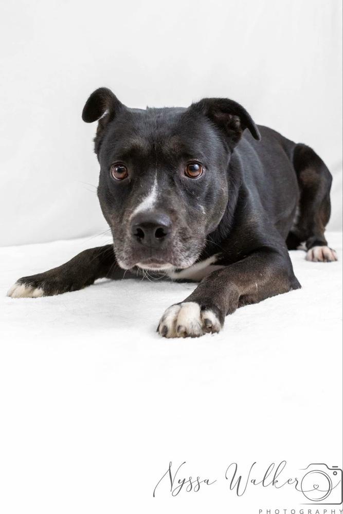 Enlarge Sue, a Adoptable mixed breed in TULSA, OK image 2/5