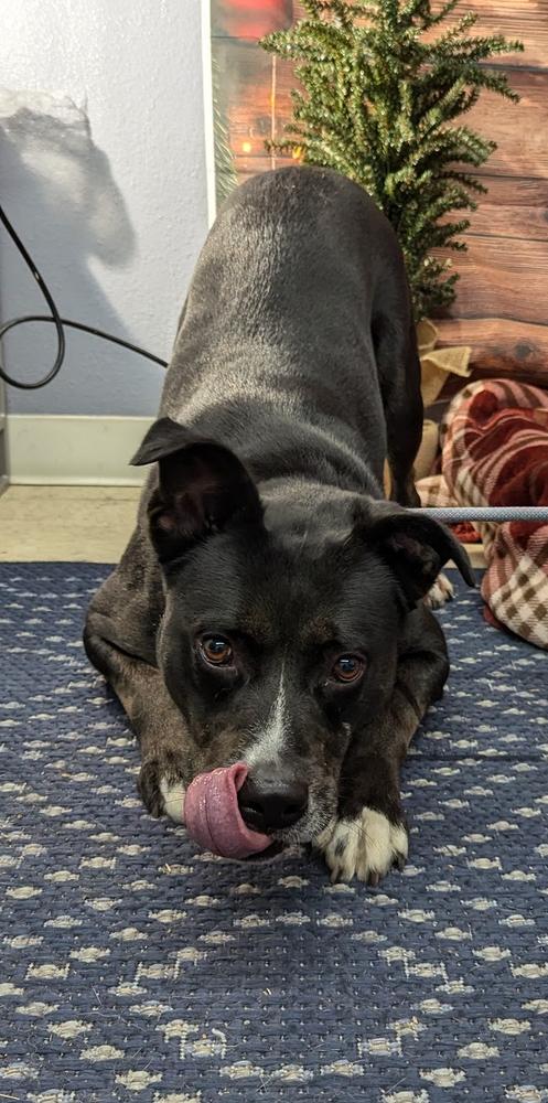 Enlarge Sue, a Adoptable mixed breed in TULSA, OK image 3/5