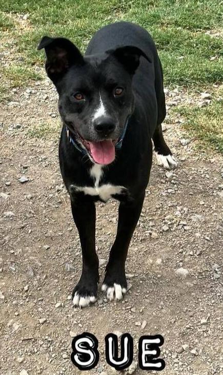 Enlarge Sue, a Adoptable mixed breed in TULSA, OK image 4/5