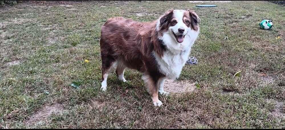 Sadie #5294, Adoptable, Adult Female Australian Shepherd.