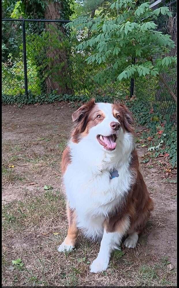 Enlarge Sadie #5294, a Adoptable Australian Shepherd in Providence, RI image 2/5