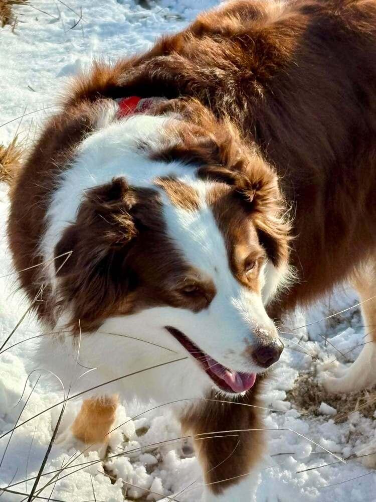 Enlarge Sadie #5294, a Adoptable Australian Shepherd in Providence, RI image 3/5
