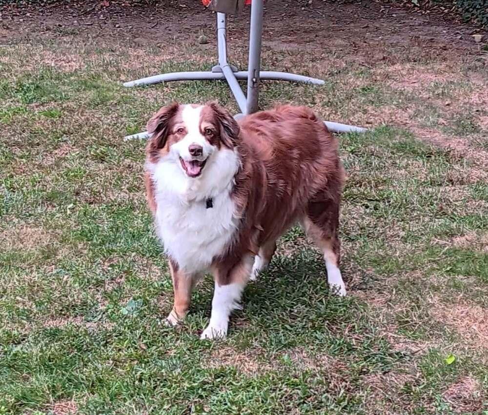 Enlarge Sadie #5294, a Adoptable Australian Shepherd in Providence, RI image 4/5