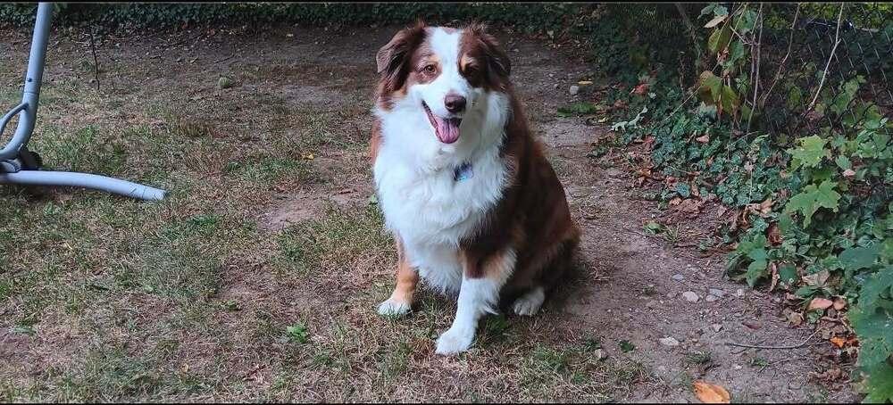 Enlarge Sadie #5294, a Adoptable Australian Shepherd in Providence, RI image 5/5