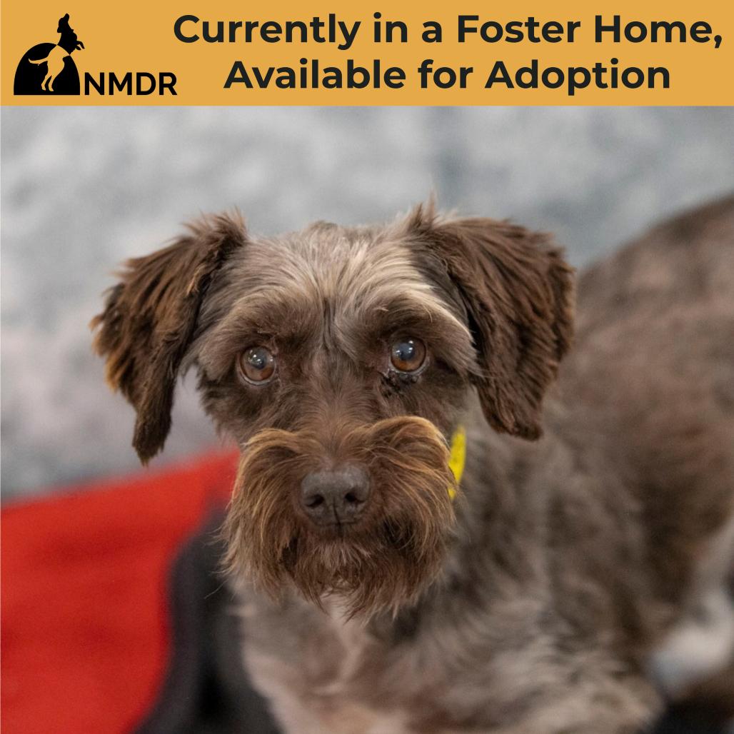 Enlarge Moon (AG26-111), a Adoptable Miniature Schnauzer in Peyton, CO image 1/6