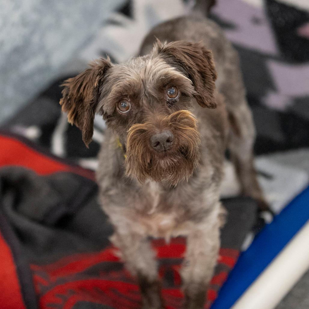 Enlarge Moon (AG26-111), a Adoptable Miniature Schnauzer in Peyton, CO image 2/6