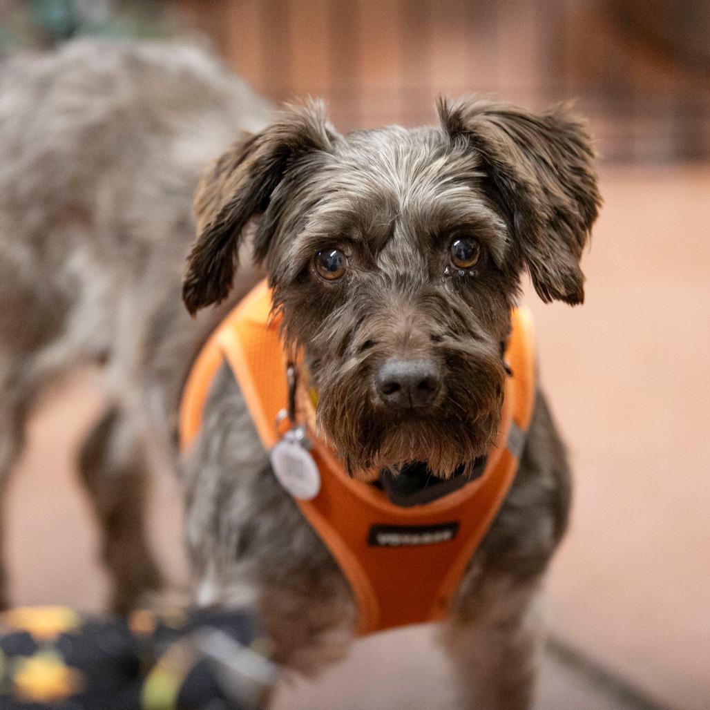 Enlarge Moon (AG26-111), a Adoptable Miniature Schnauzer in Peyton, CO image 3/6