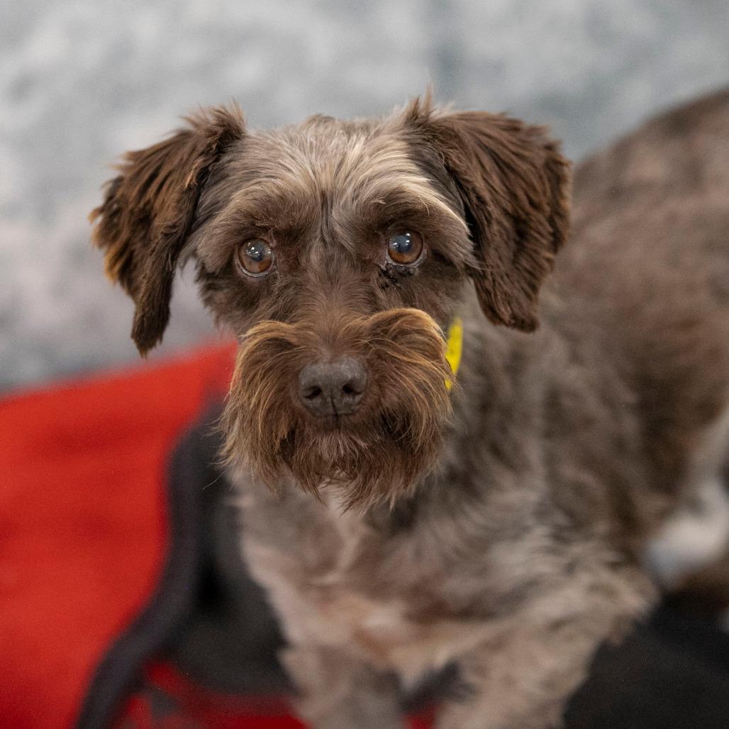 Enlarge Moon (AG26-111), a Adoptable Miniature Schnauzer in Peyton, CO image 4/6