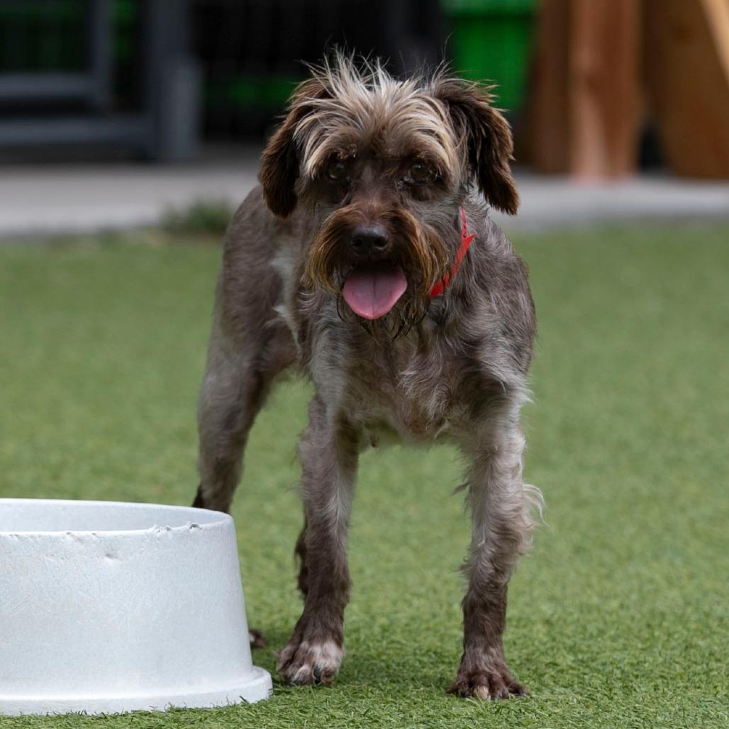Enlarge Moon (AG26-111), a Adoptable Miniature Schnauzer in Peyton, CO image 5/6