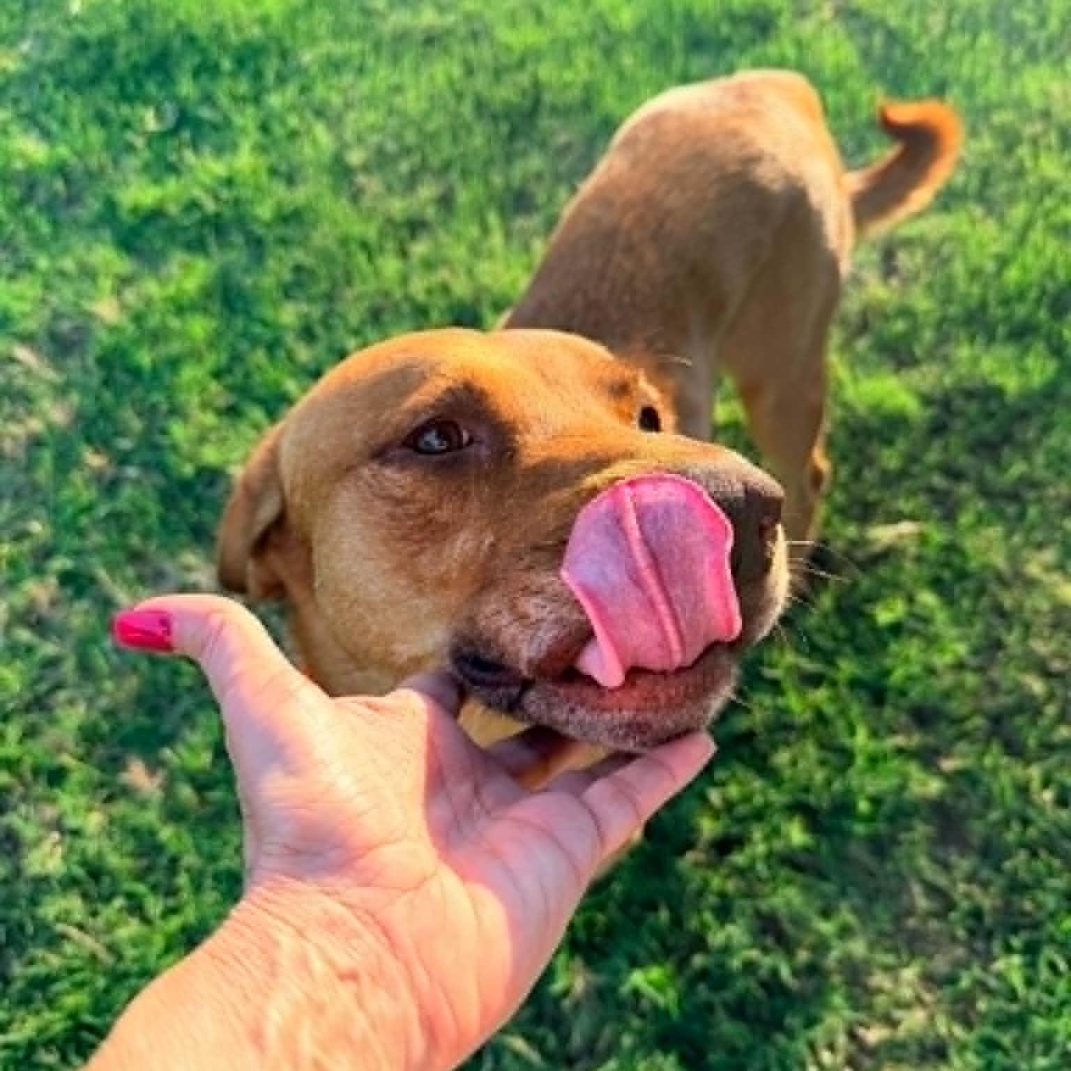 Enlarge BUDDY, a Adoptable mixed breed in Dallas, TX image 5/5