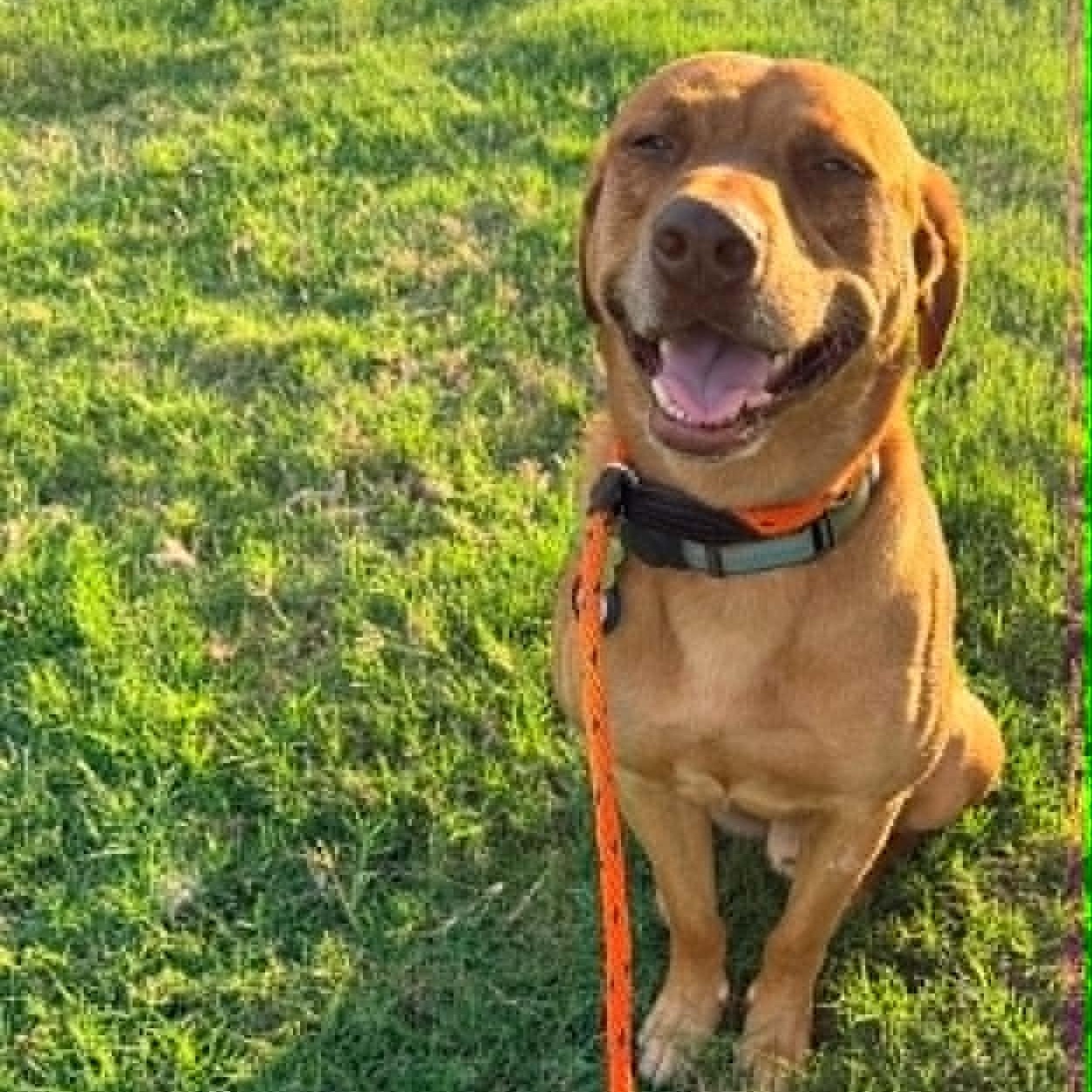 BUDDY, Adoptable, Adult Male Labrador Retriever & Redbone Coonhound.