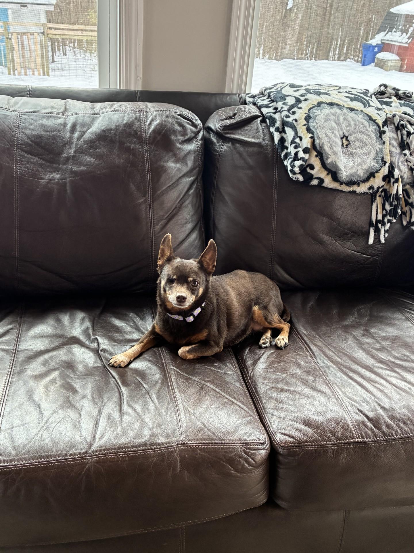 Bubbles, ADOPTABLE, Senior Female Chihuahua.