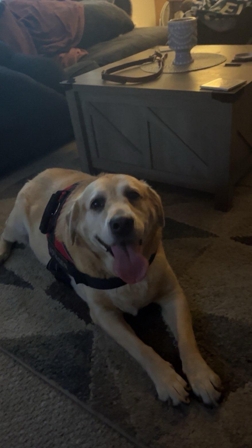 Lilly, Adopted, Adult Female Yellow Labrador Retriever.