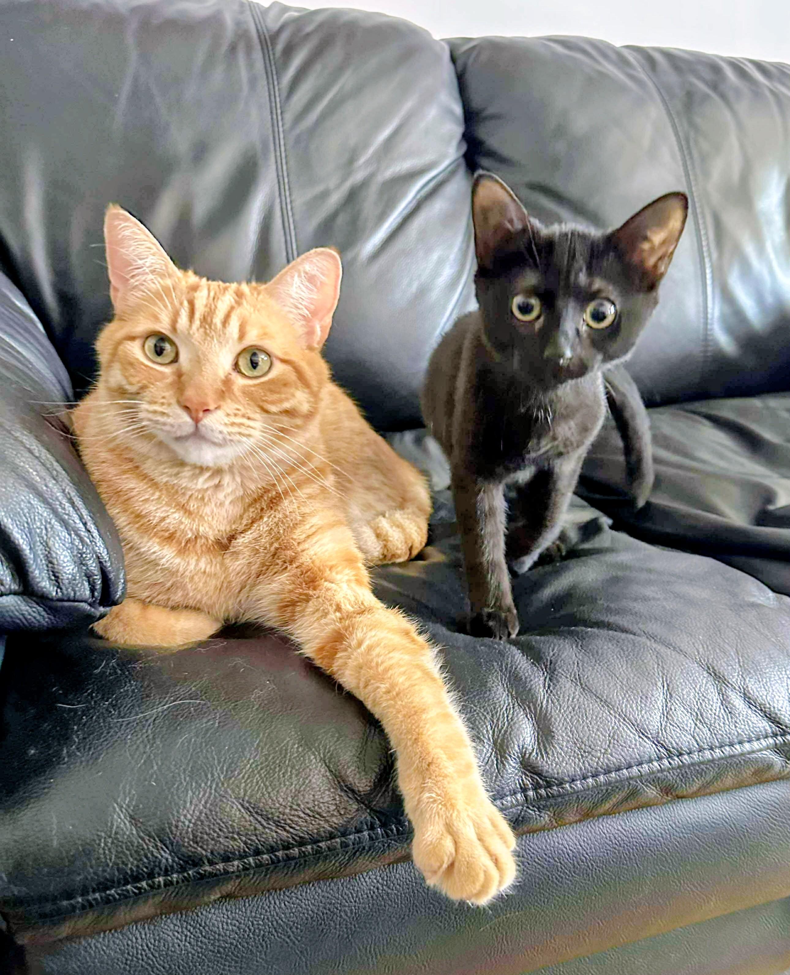 Enlarge Equinox, a Adoptable Domestic Short Hair in Montreal, QC image 6/6