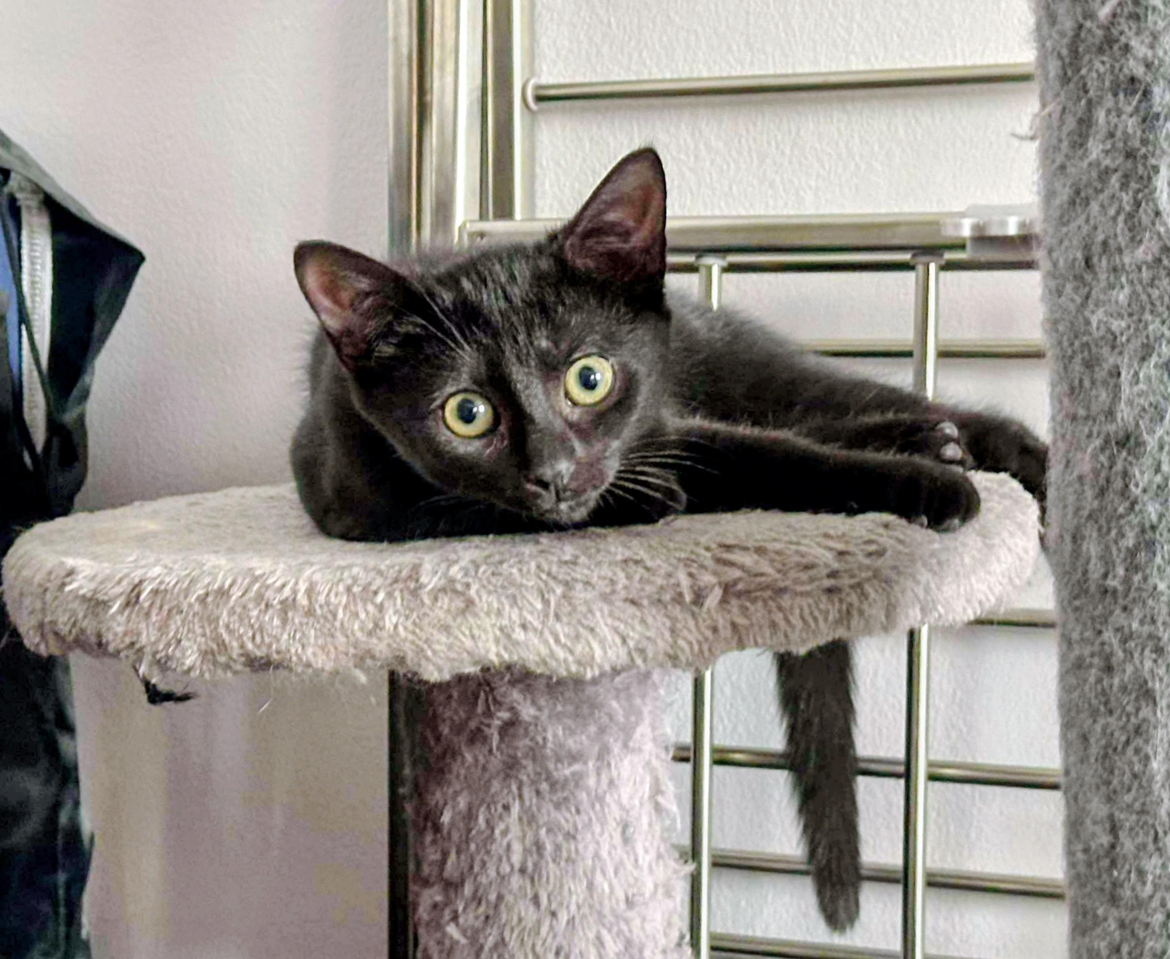 Enlarge Equinox, a Adoptable Domestic Short Hair in Montreal, QC image 5/6