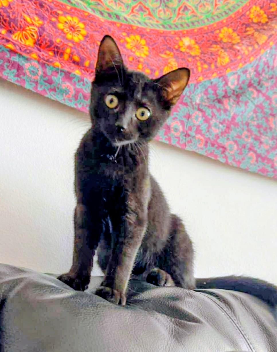 Enlarge Equinox, a Adoptable Domestic Short Hair in Montreal, QC image 1/6