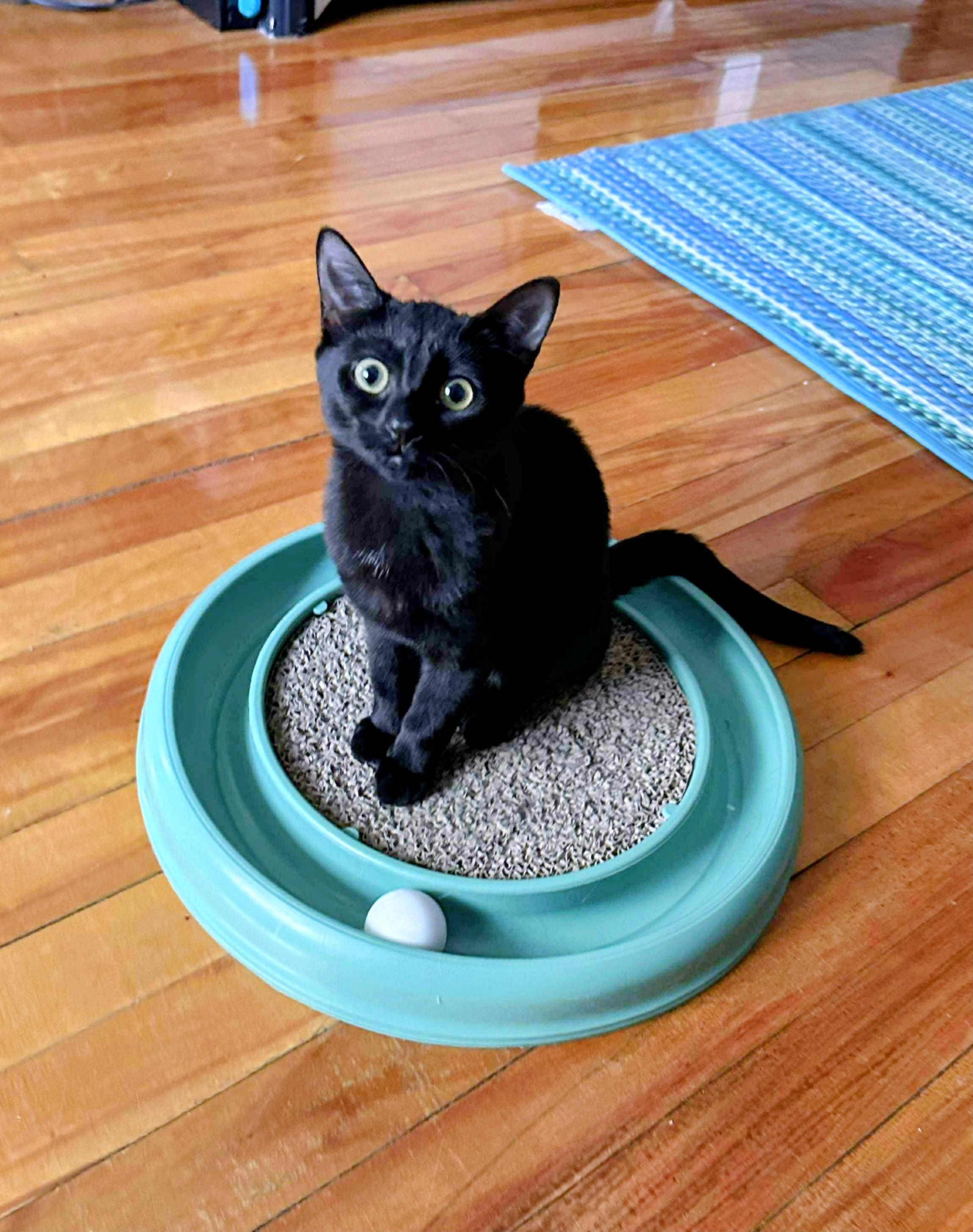 Enlarge Equinox, a Adoptable Domestic Short Hair in Montreal, QC image 4/6