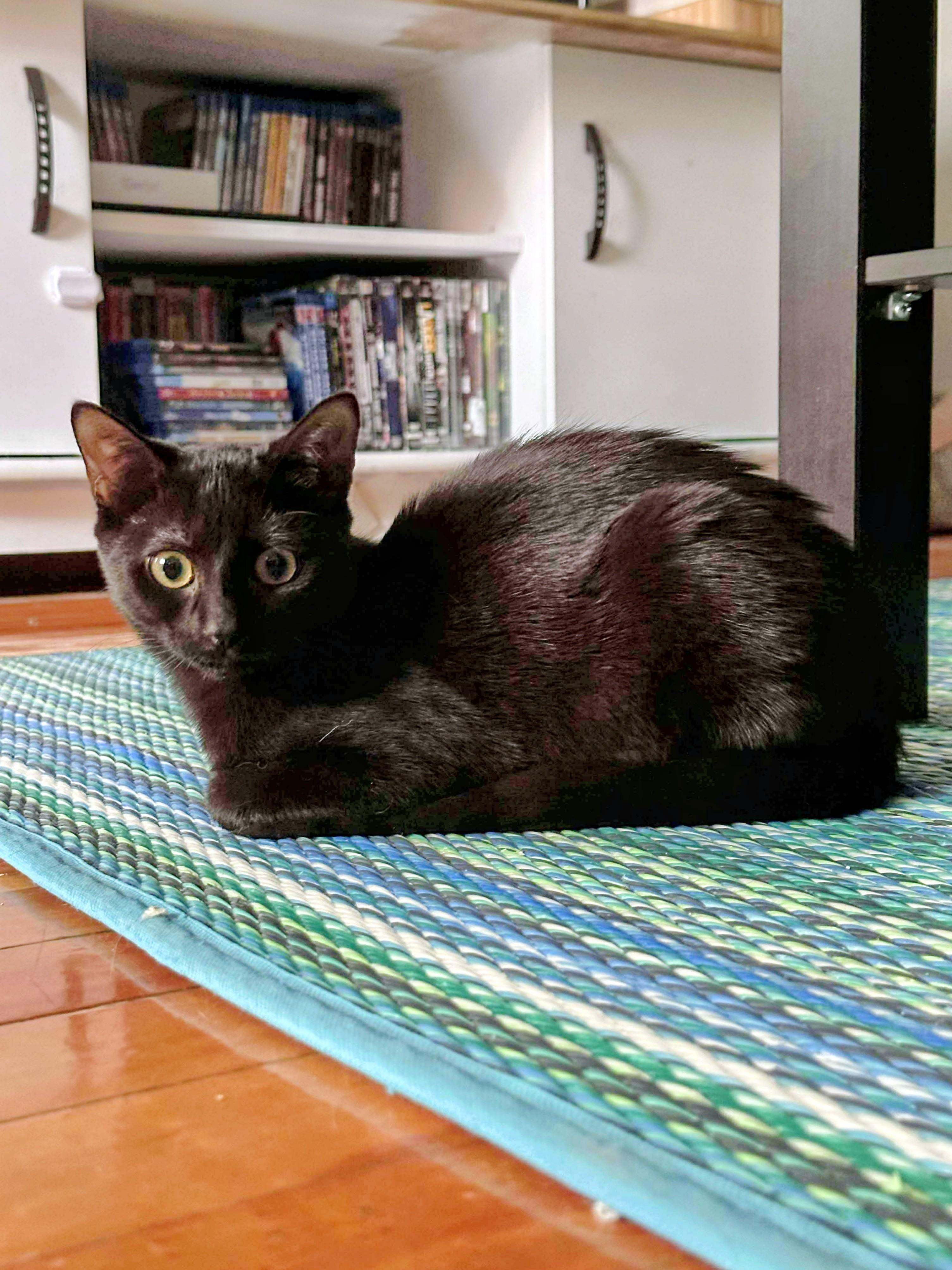 Enlarge Equinox, a Adoptable Domestic Short Hair in Montreal, QC image 2/6