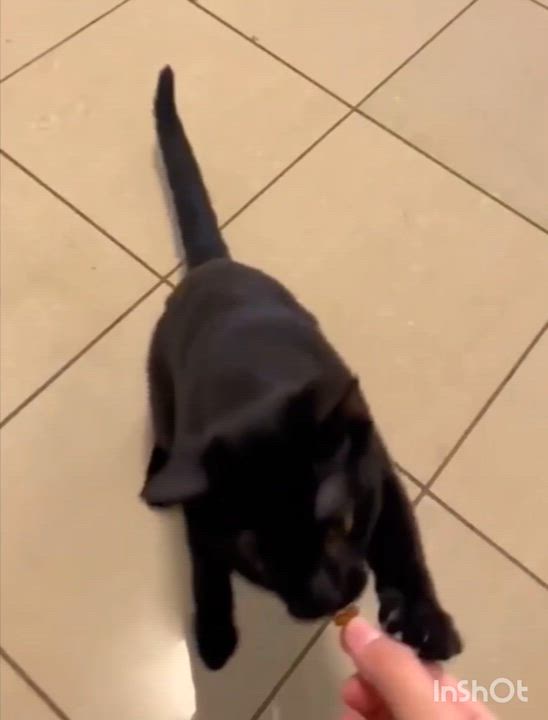 Enlarge Equinox, a Adoptable Domestic Short Hair in Montreal, QC video 3/6