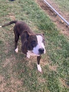 Enlarge THEORY, a Adoptable Pit Bull Terrier in Louisville, KY image 1/1