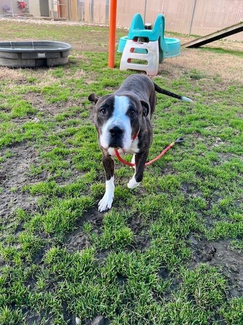 THEORY, Adoptable, Adult Male Pit Bull Terrier.