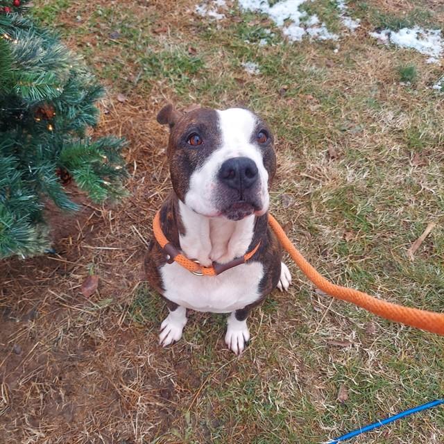 THEORY, Adoptable, Adult Male Pit Bull Terrier.