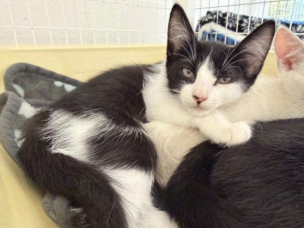 Enlarge 26-07 Glitz, a Adoptable Domestic Short Hair in St. Helens, OR image 1/1