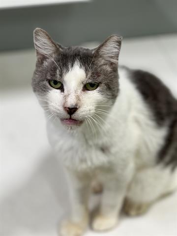 PETER, Adoptable, Adult Male Domestic Short Hair.