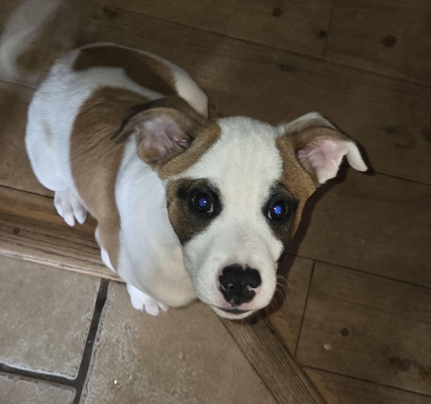 Binx, ADOPTABLE, Puppy Male Boxer & Mountain Cur.