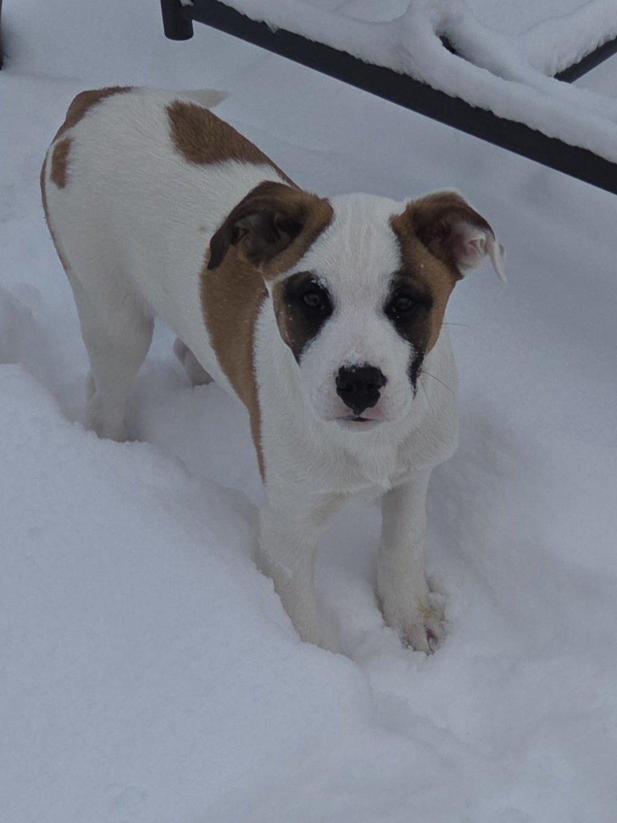 Binx, a ADOPTABLE mixed breed in Clay, NY image 2/2