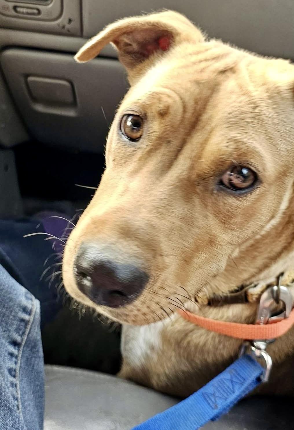 Sharpie, an adoptable Yellow Labrador Retriever in Pocatello, ID, 83202 | Photo Image 3