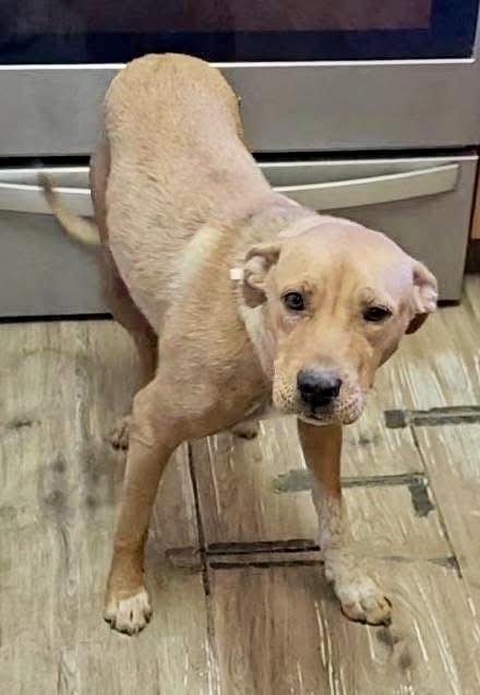 Sharpie, an adoptable Yellow Labrador Retriever in Pocatello, ID, 83202 | Photo Image 2