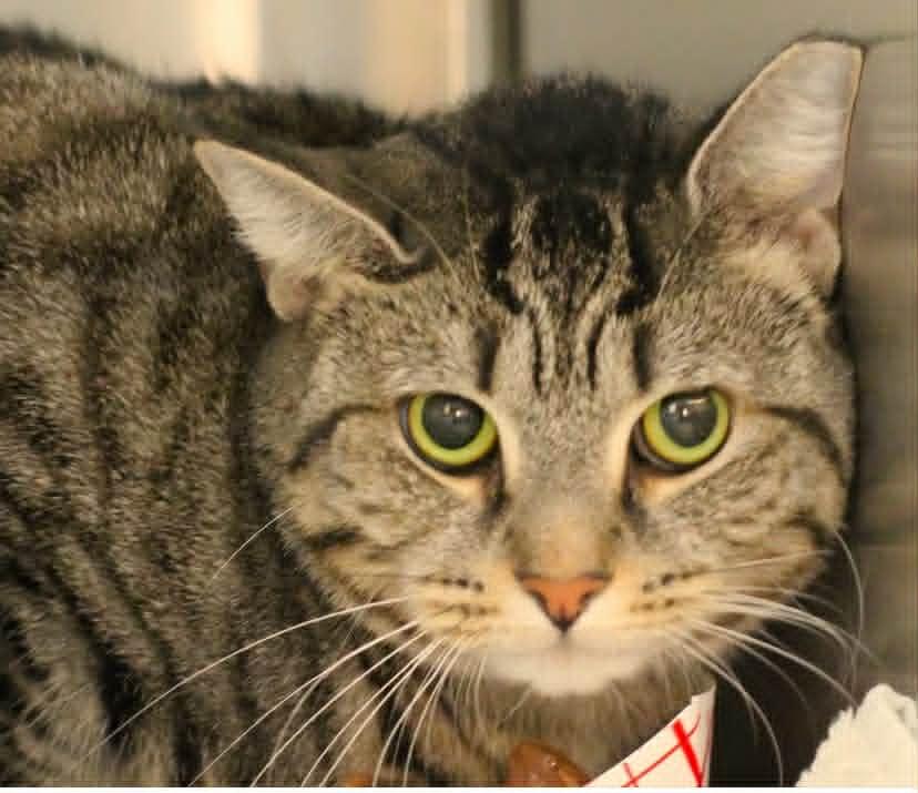 Enlarge Sarah, an adopted Domestic Short Hair in Fredericksburg, VA image 1/1