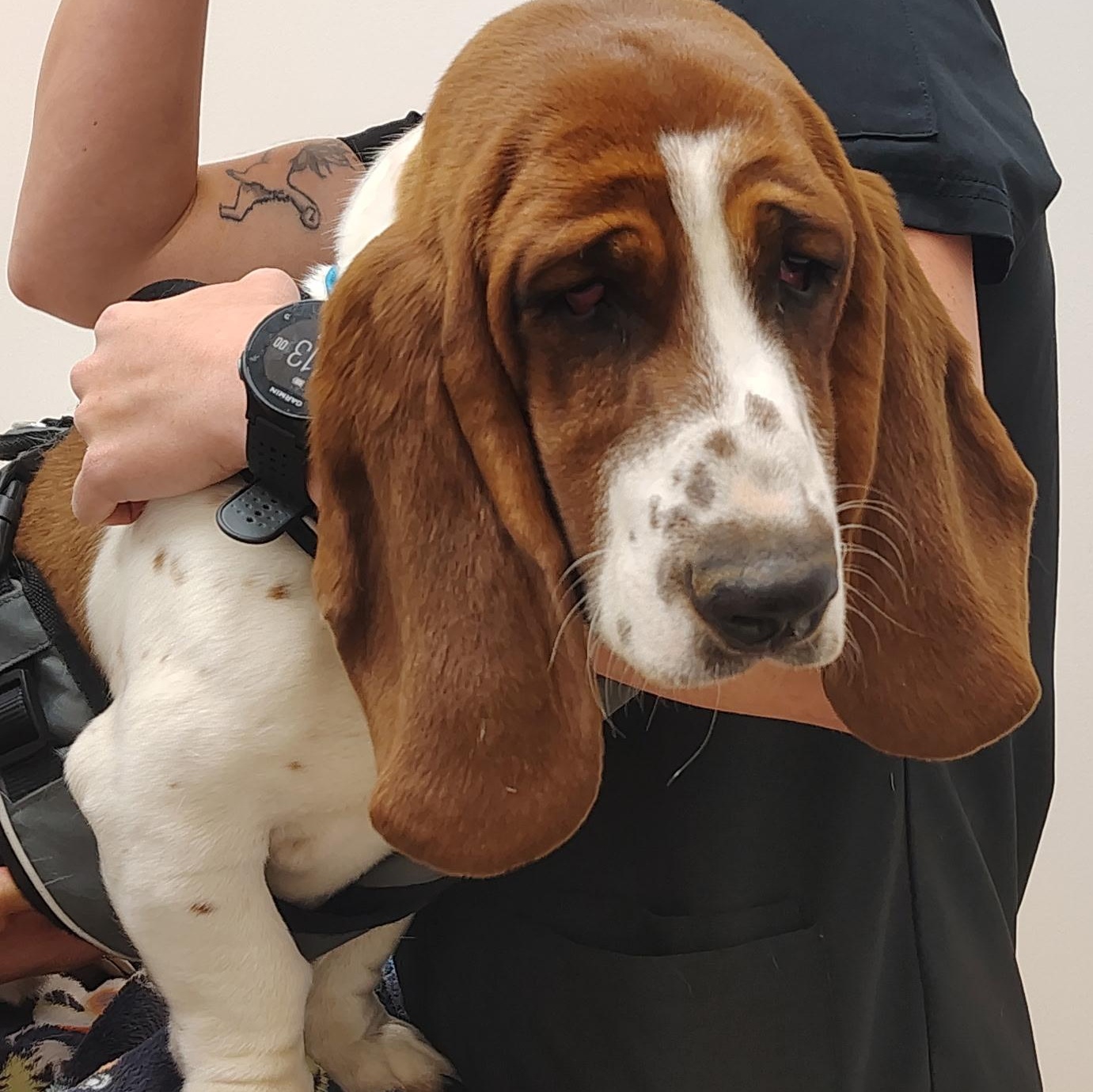 Copper Basset Hound Dog