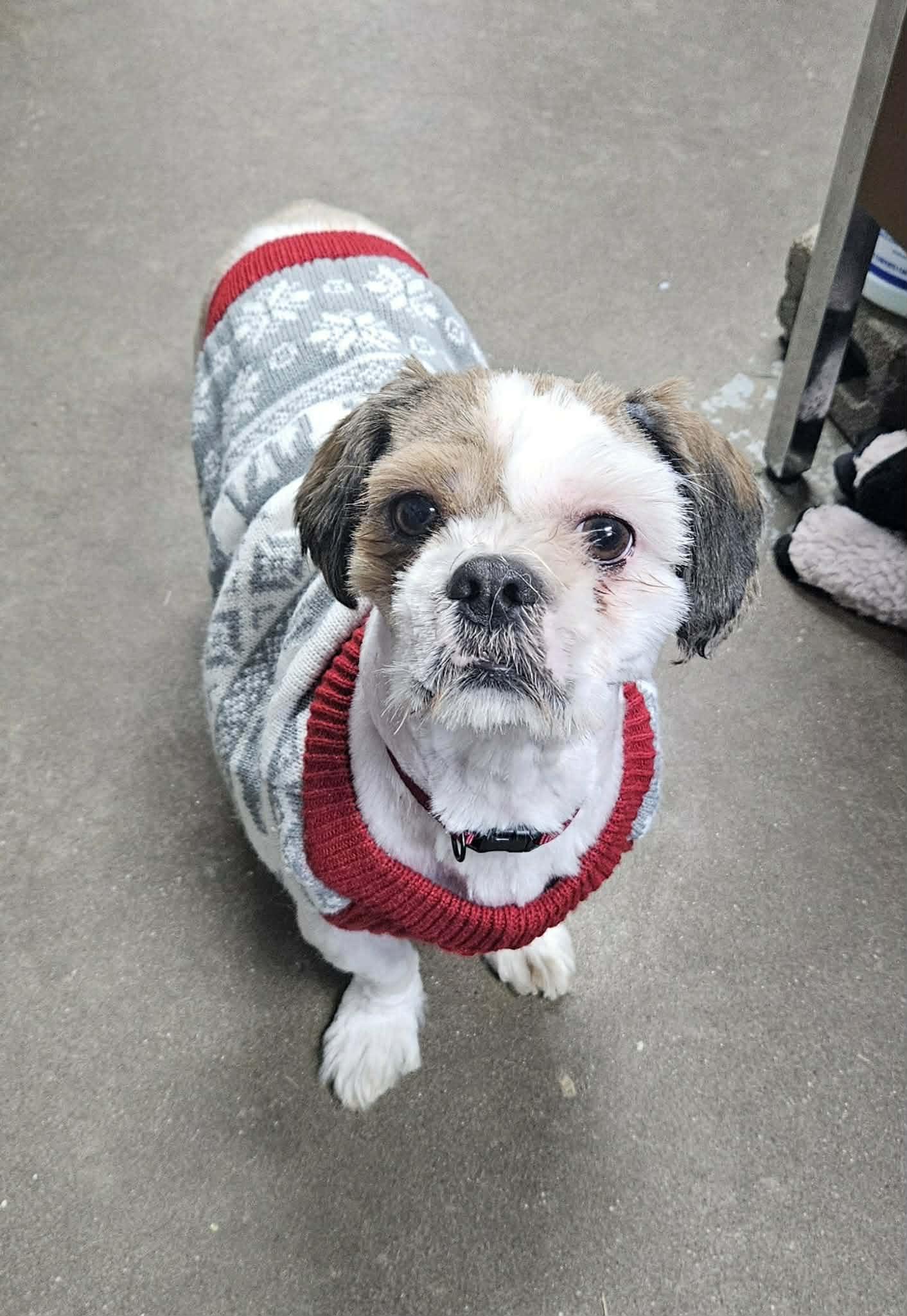 Benson- tuscarawas, a Adopted Shih Tzu in Pataskala, OH image 1/3