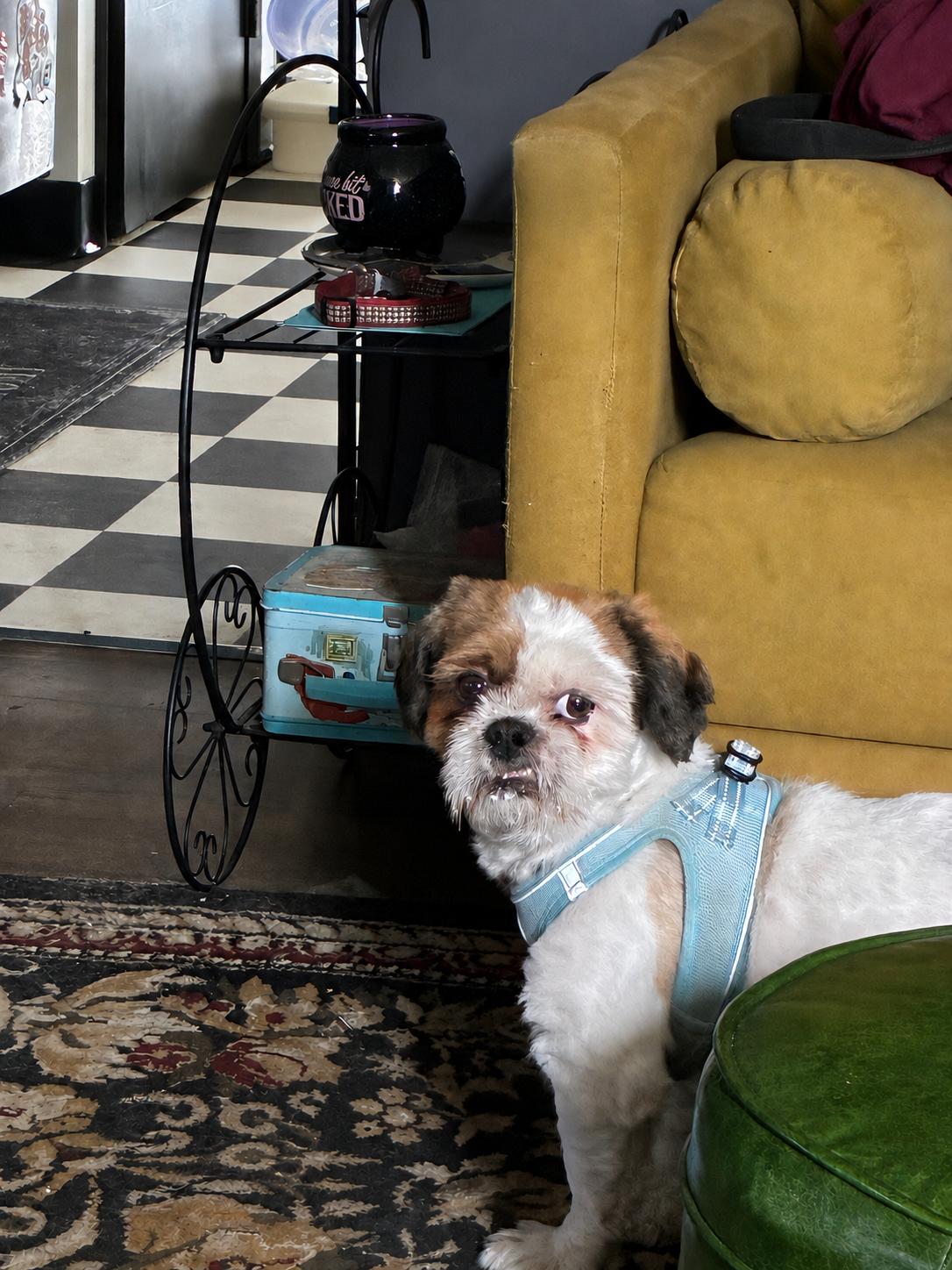 Benson- tuscarawas, a Adopted Shih Tzu in Pataskala, OH image 2/3