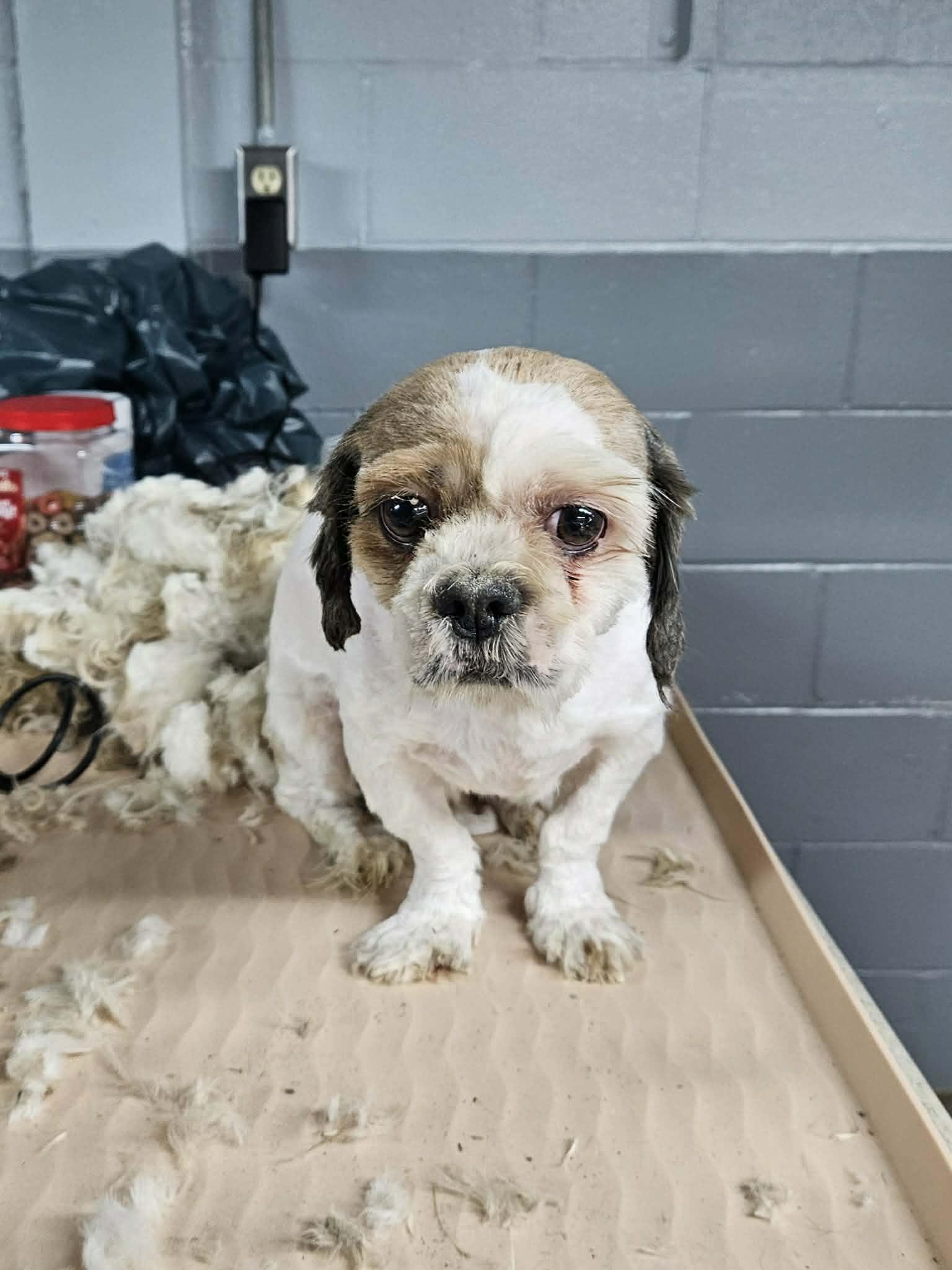 Benson- tuscarawas, a Adopted Shih Tzu in Pataskala, OH image 3/3