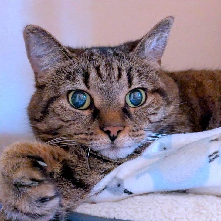 Gracie, Adoptable, Senior Female Domestic Short Hair.