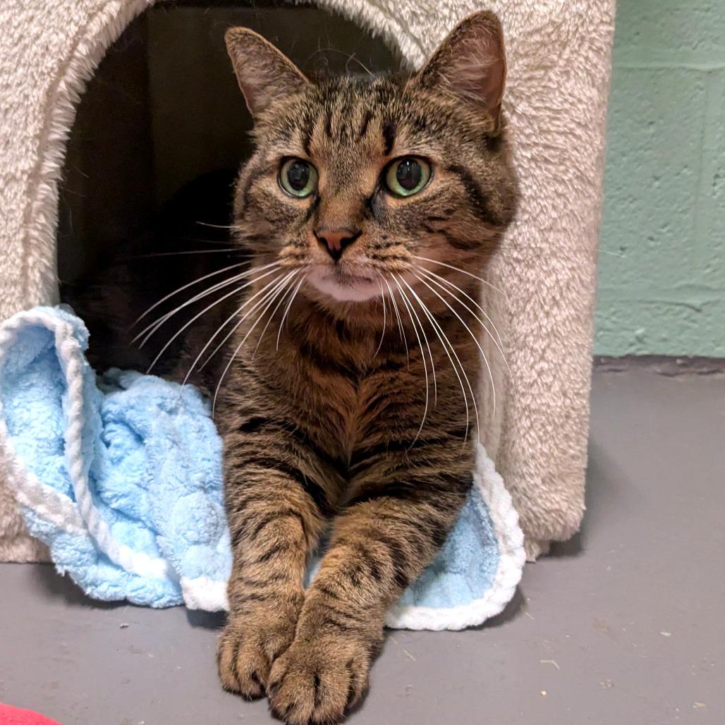 Enlarge Gracie, a Adoptable Domestic Short Hair in Providence, RI image 2/6