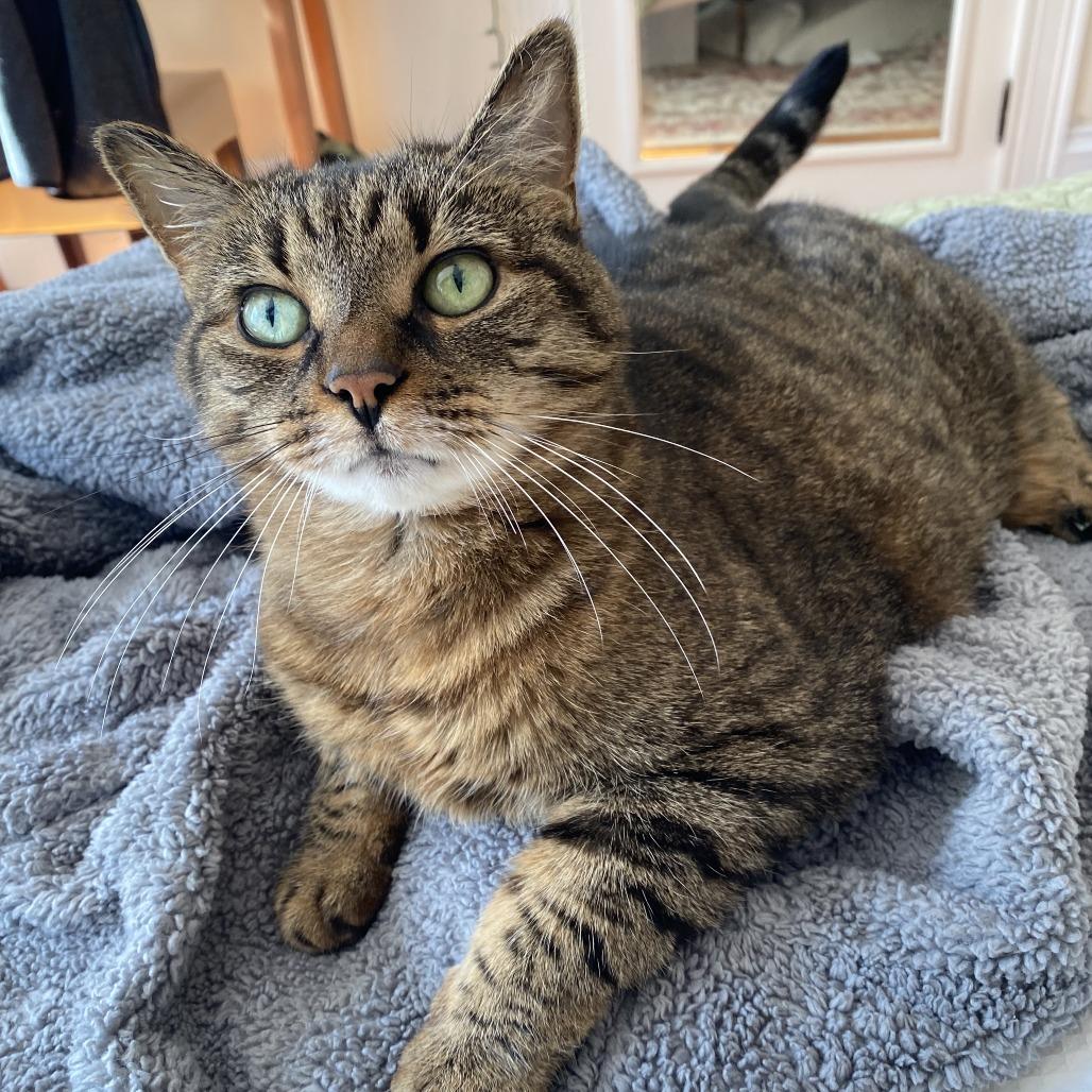 Enlarge Gracie, a Adoptable Domestic Short Hair in Providence, RI image 4/6