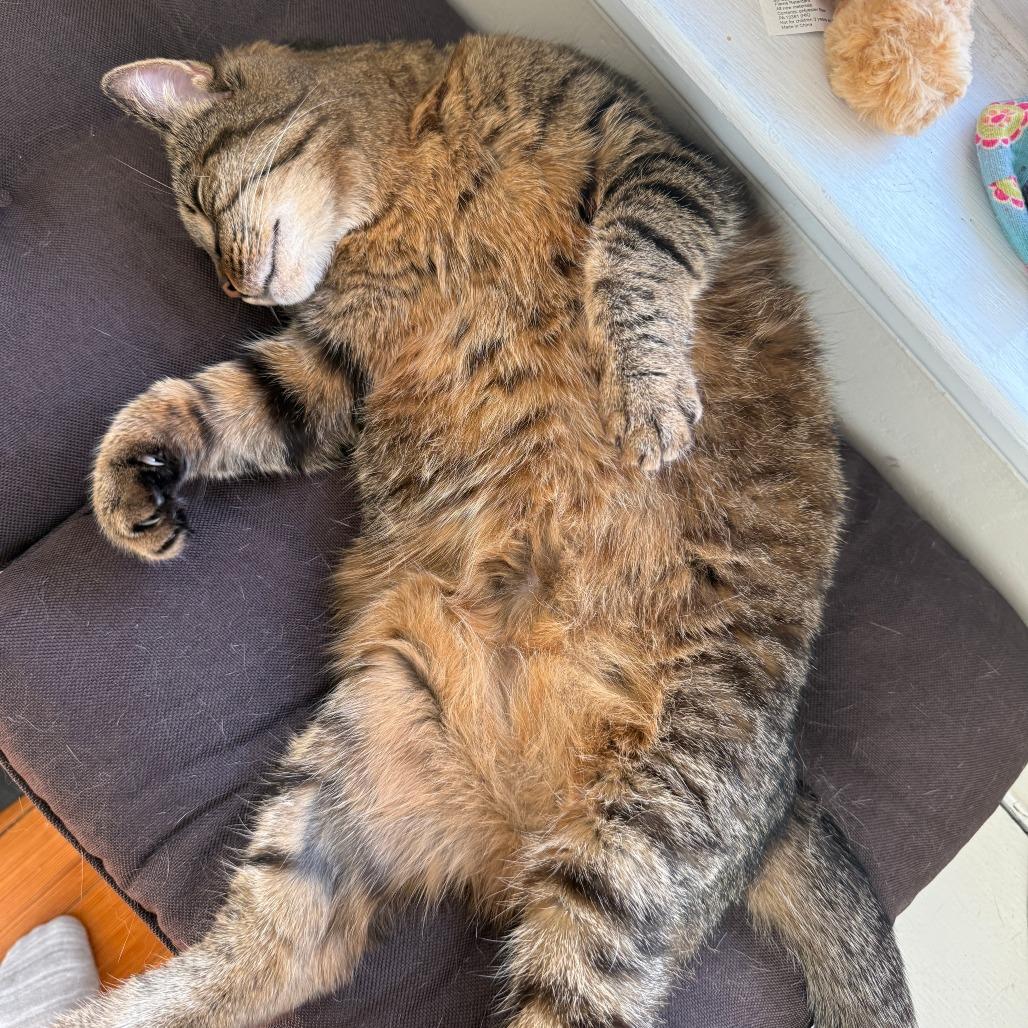 Enlarge Gracie, a Adoptable Domestic Short Hair in Providence, RI image 4/6